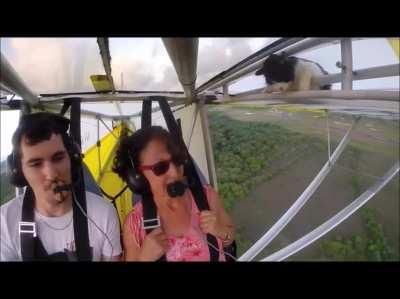 Please, remove cat before flight