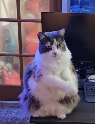 Lilly want some pet.