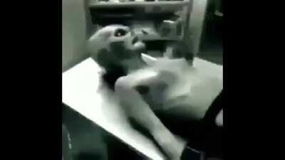 always be an Ayesha fan/stan ✨