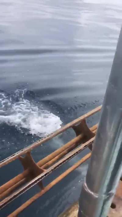 Sea Lion still swimming after losing his back flippers to a shark