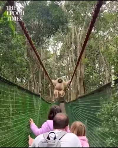 Monke shows humans who owns the bridge