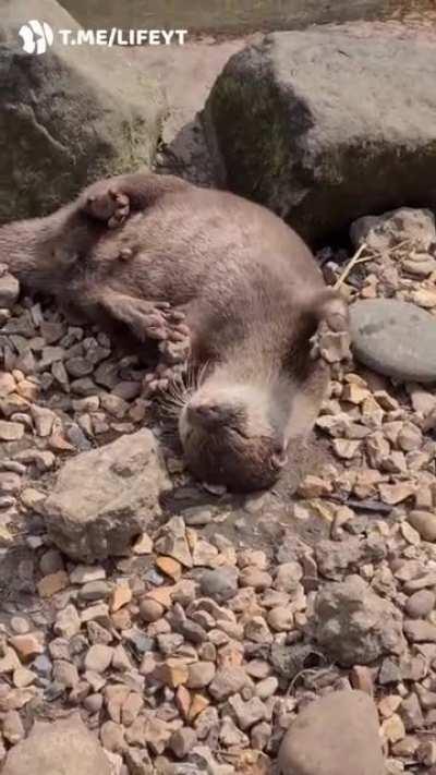 У выдры пятница. Выдра занята полезным делом. Будь как выдра.