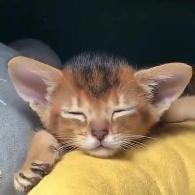 Abyssinian kitten