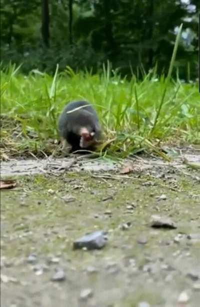 I Did Not Expect Moles To Walk Above Ground Like This