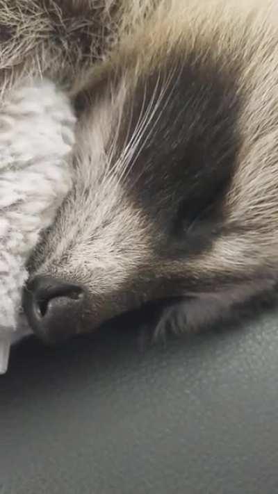 Proof that trash pandas purr. Audio On! plus a bonus noot-boop