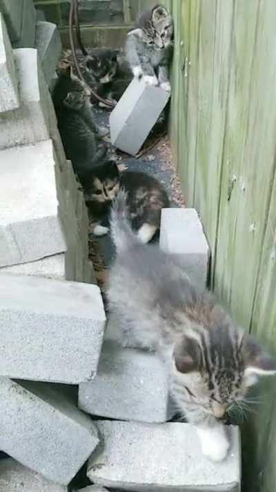 Ferals found, and taught that hoomans are good.