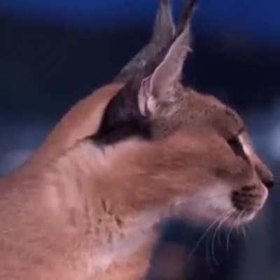 Floppa chill out man