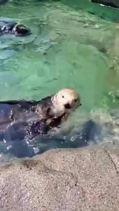 What a smart otter. It's incredible how they learn human habits