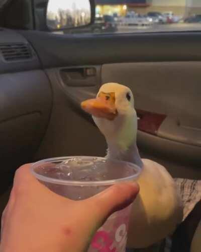 Give the snacc or forever hear the quacc