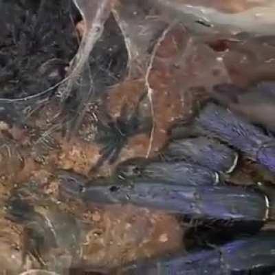 How about a little Arachnophobia