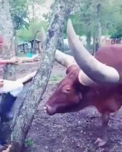 This Ox's giant horns