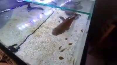 posting mosolinni the fish until I get reddit gold day two