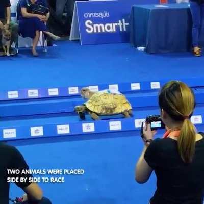 The history repeats again as the tortoise wins!