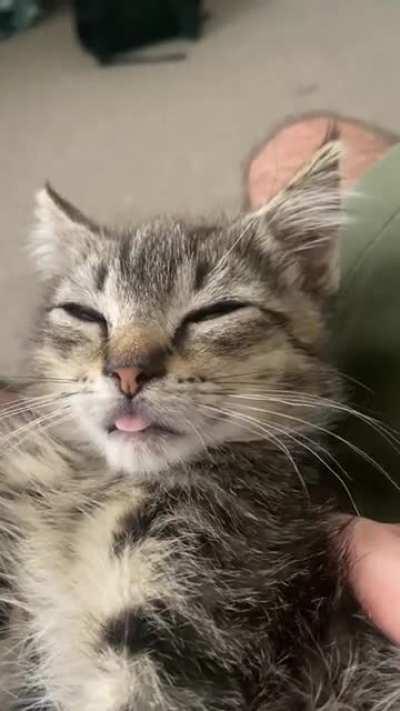 this is my current foster kitten, who got stuck on the mlem setting. his name is bug 🐛💗