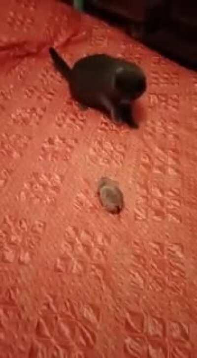 Cats Chase Rats? Think Again...