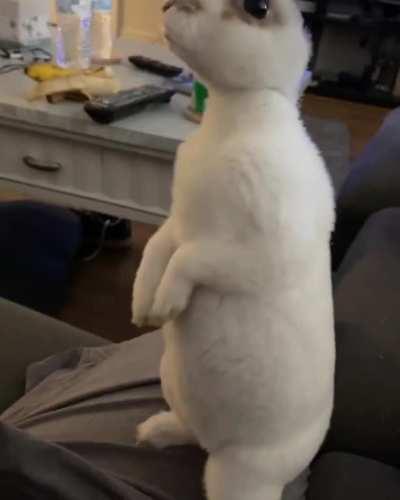 Skip doing his gopher impression today..