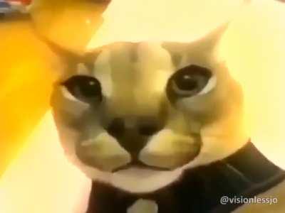 Floppa Friday babyyyy