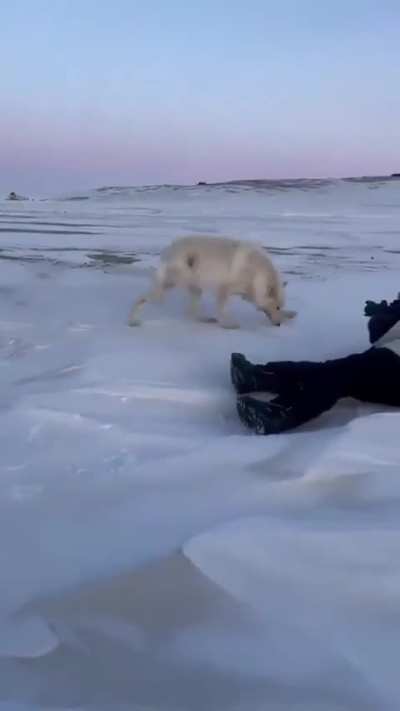 Arctic Wolves checking out wildlife photographers.