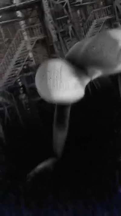 My new NFT! “REALITY CRAWLER” apart of the “PLUTORIAN UTOPIA” collection! Available on OpenSea!