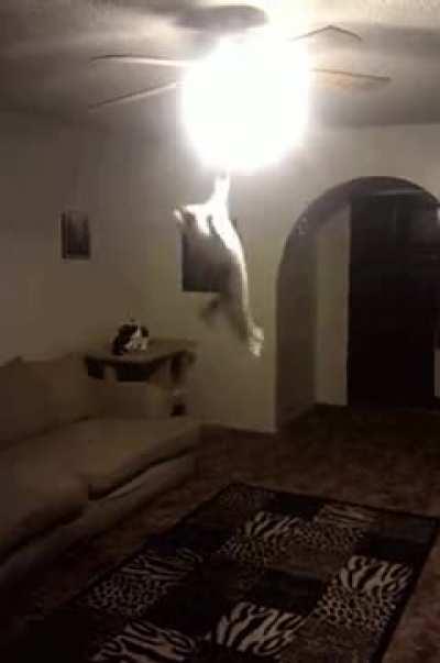 Don't need a smart speaker when you have a smart cat!