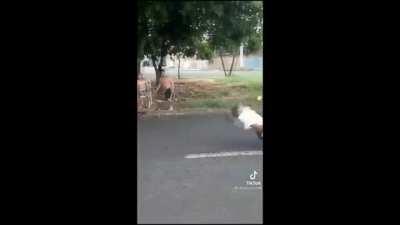 Gravidade? Que isso?