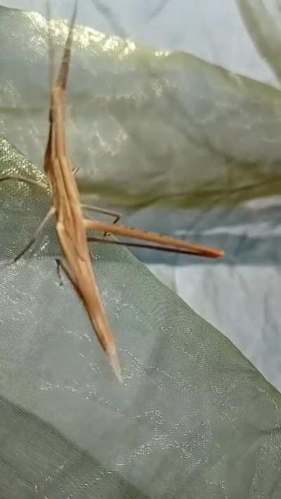 Stick bug 25 centimeters  long