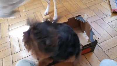 Minha cachorra tem um certo problema