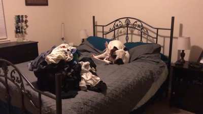 Does anyone else's hound bark directly into their own butthole, or was mine the most unhinged TWC known to man?