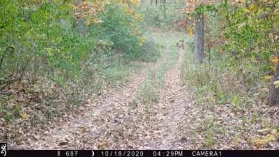 Zombie deer. After hit by combine harvester. NSFW