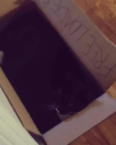 My fave cat video. I love soup. 10/10 he do some good kitty sings. Source in comments