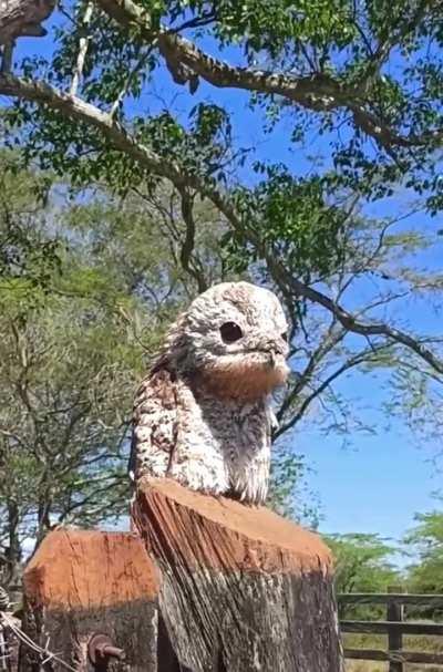 Rare encounter with a Potoo (American ghost bird) 
