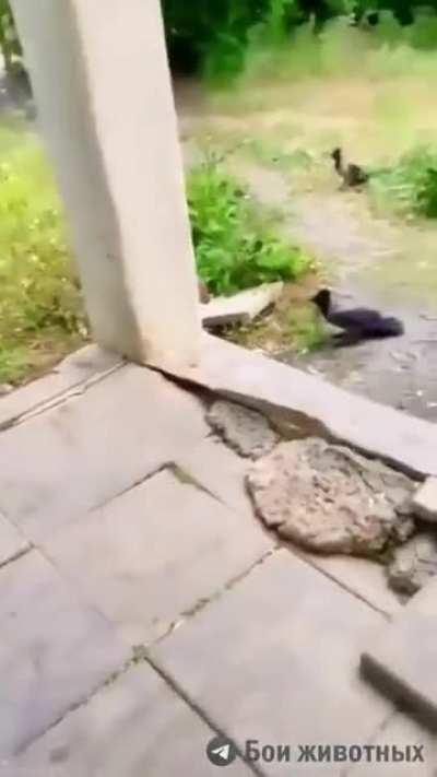 Cat attacked by several birds after snatching a bird from midair and then another cat joined the fray