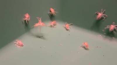 Scientist baffled: for the first time ever, octopus speech has been recorded