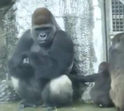 Baby Gorilla Calms Down Adult Gorilla With Just A Caring Touch