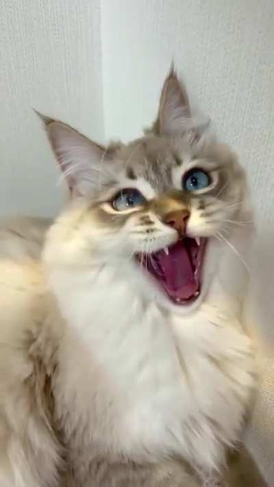 I’m a cat. I’m also an entrepreneur, which is really hard to be! If you get pet hair on your clothing, just blame it on Mr. Whiskerson the owner of my fine establishment named after me!