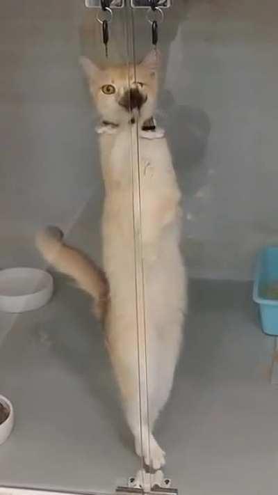 What Madama! What grace