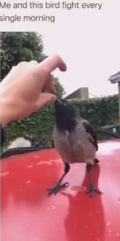 Чел каждое утро скандалит с вороной