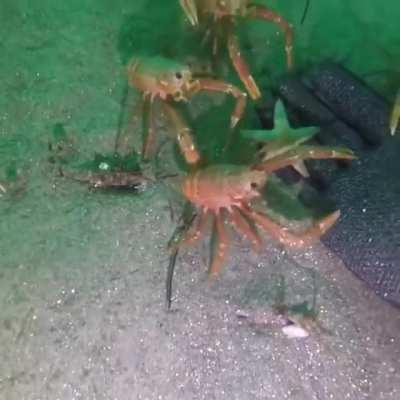 Yeni bi hayalim var...