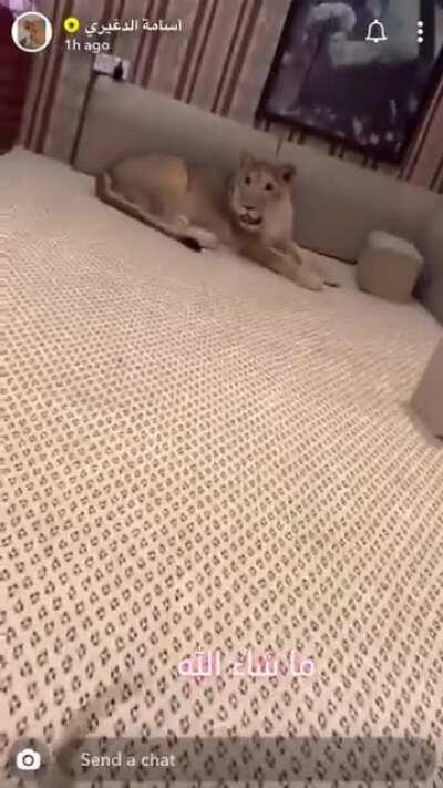 Didn’t know sloths could move that fast