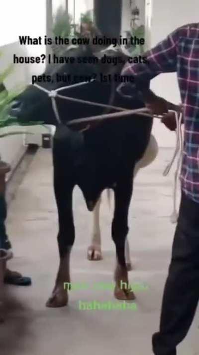 Indian Housewarming ritual, i think very rare to see in SG. 