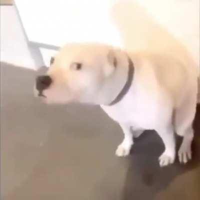 Dancing dog is the first scientifically proven cure for depression and gamer rage. (Credit: kingorange)