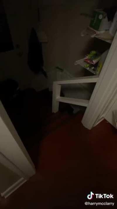 Something runs up the stairs