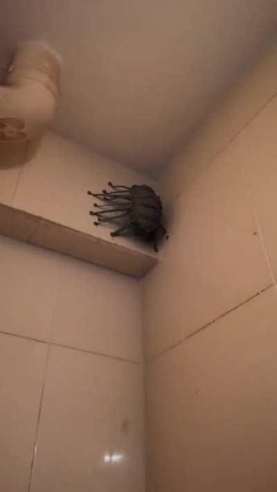 Alexa, order one flamethrower now.