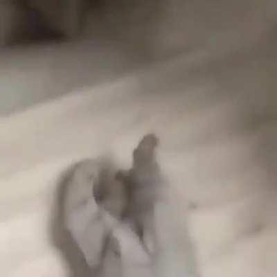 Mano é um gato com a voz do CJ,da upvote filho da puta