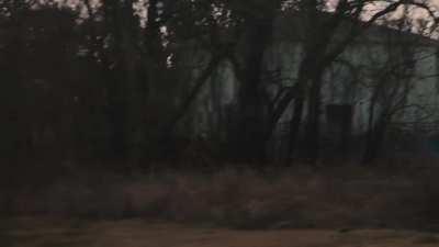 Diamond Teeth Samurai Sample