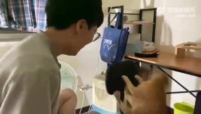 猫：比二我还没输过