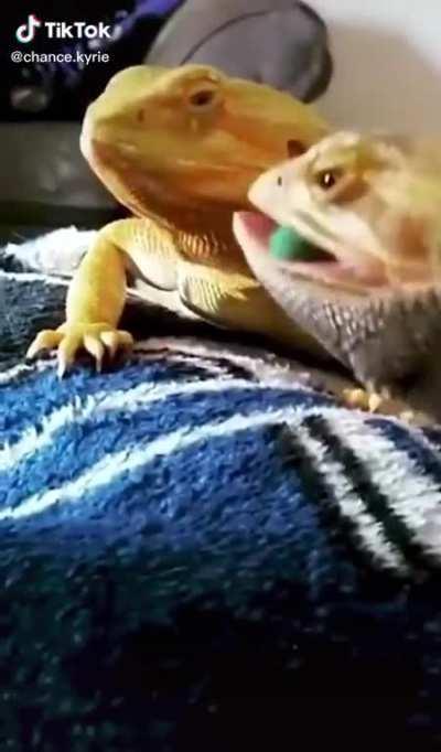 Lizards being jerks >:-(
