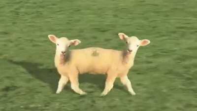 Cursed_sheep