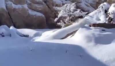 Lions at the Denver Zoo playing in the snow.