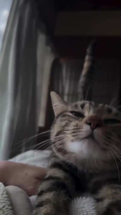 Holaa les presento a Nox 🥰🥰